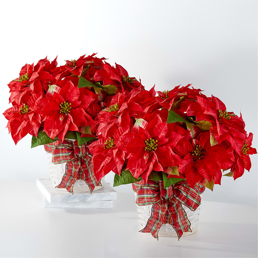 Happiest Holidays Poinsettia Bundle – RICHARD FLOWERS & GIFTS LLC, Clearwater FL