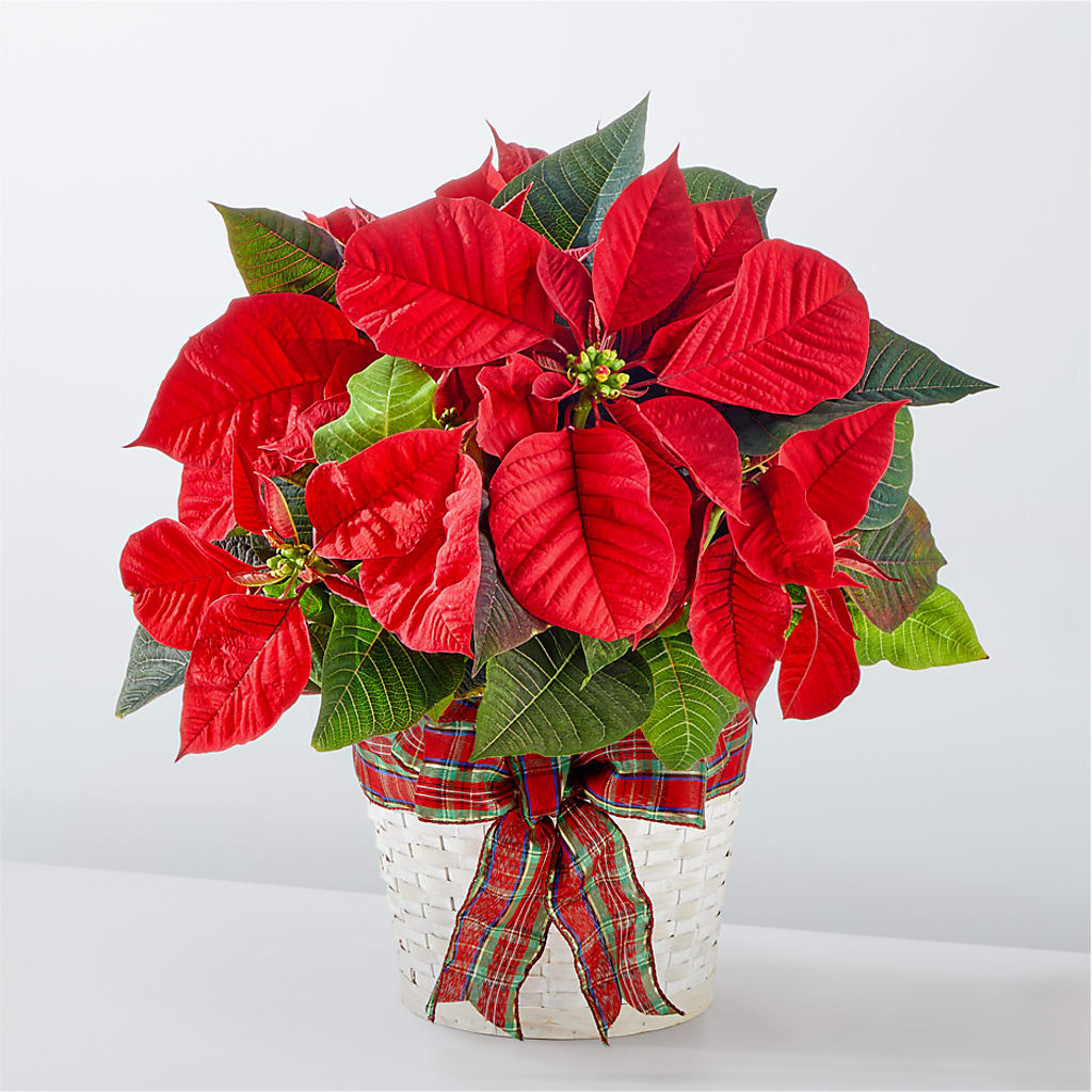 Happiest Holidays Poinsettia – RICHARD FLOWERS & GIFTS LLC, Clearwater FL