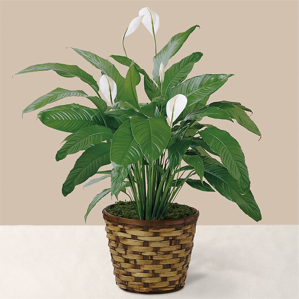 Tranquil Moments Peace Lily Plant – RICHARD FLOWERS & GIFTS LLC, Clearwater FL