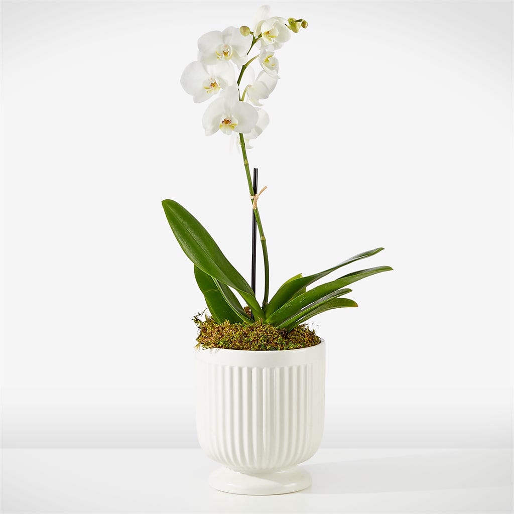 Whispering White Orchid – RICHARD FLOWERS & GIFTS LLC, Clearwater FL