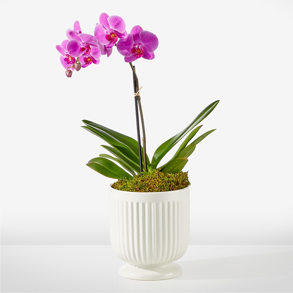 Friendly Fuchsia Orchid – RICHARD FLOWERS & GIFTS LLC, Clearwater FL