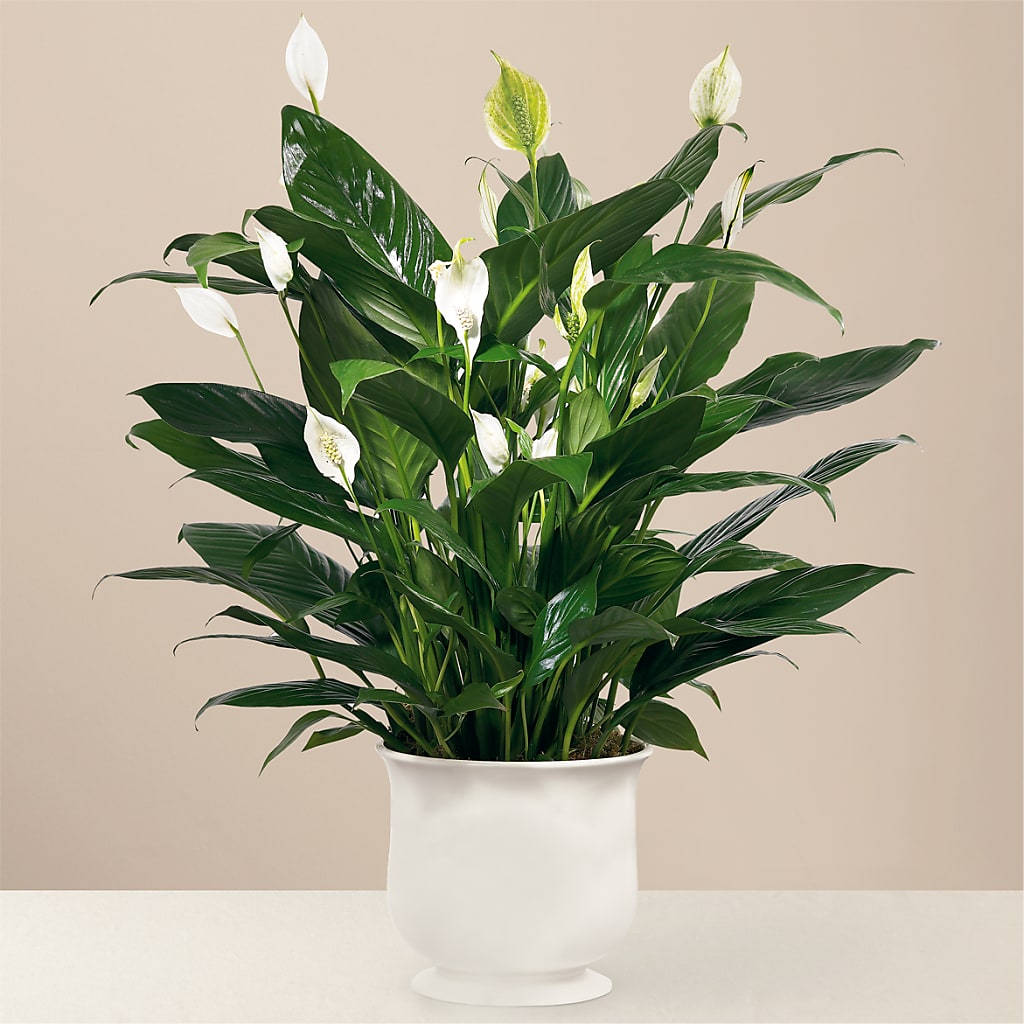 Comfort Planter – RICHARD FLOWERS & GIFTS LLC, Clearwater FL
