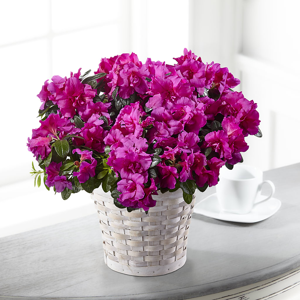 Hope & Serenity Azalea Plant – RICHARD FLOWERS & GIFTS LLC, Clearwater FL