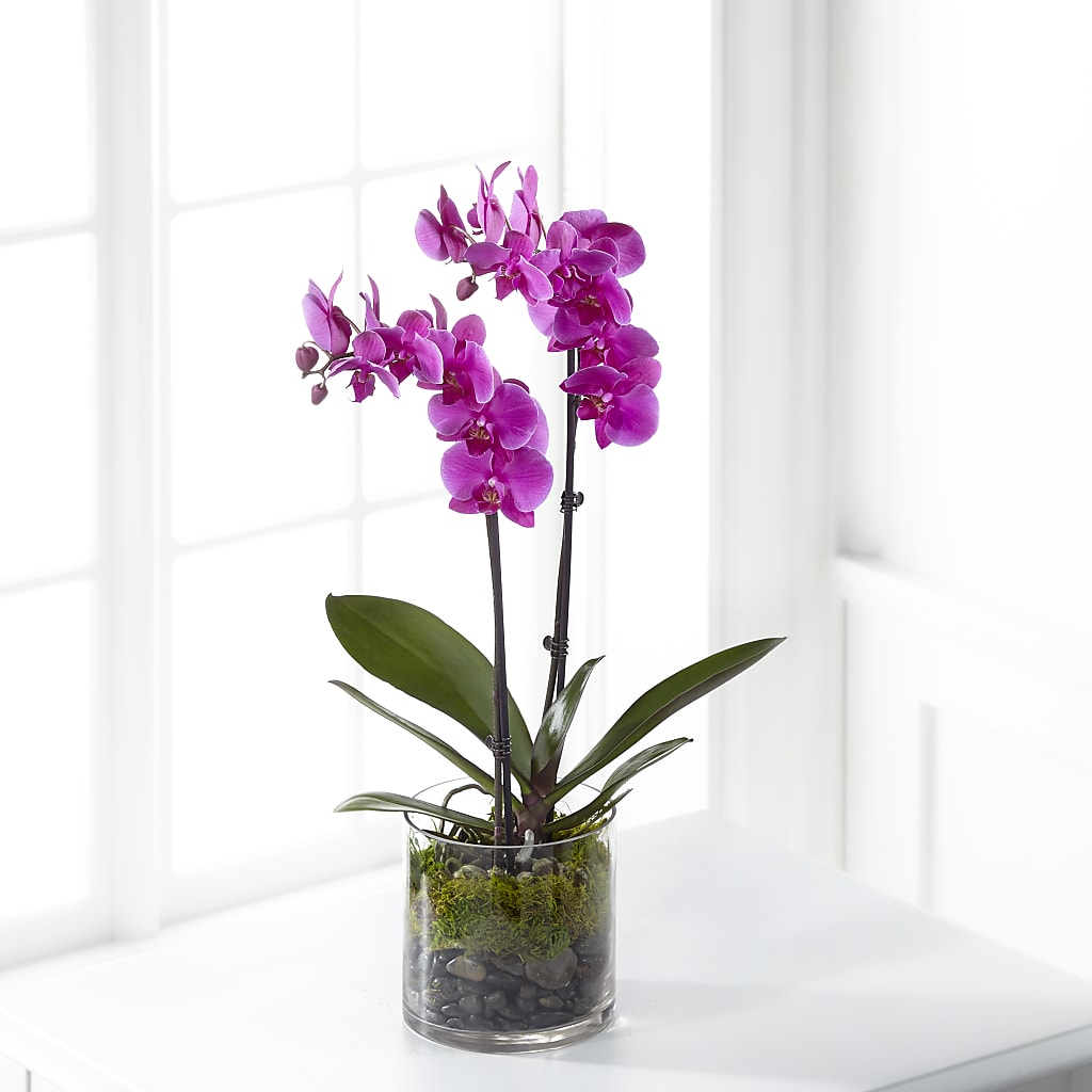 Pink Orchid Plant – RICHARD FLOWERS & GIFTS LLC, Clearwater FL