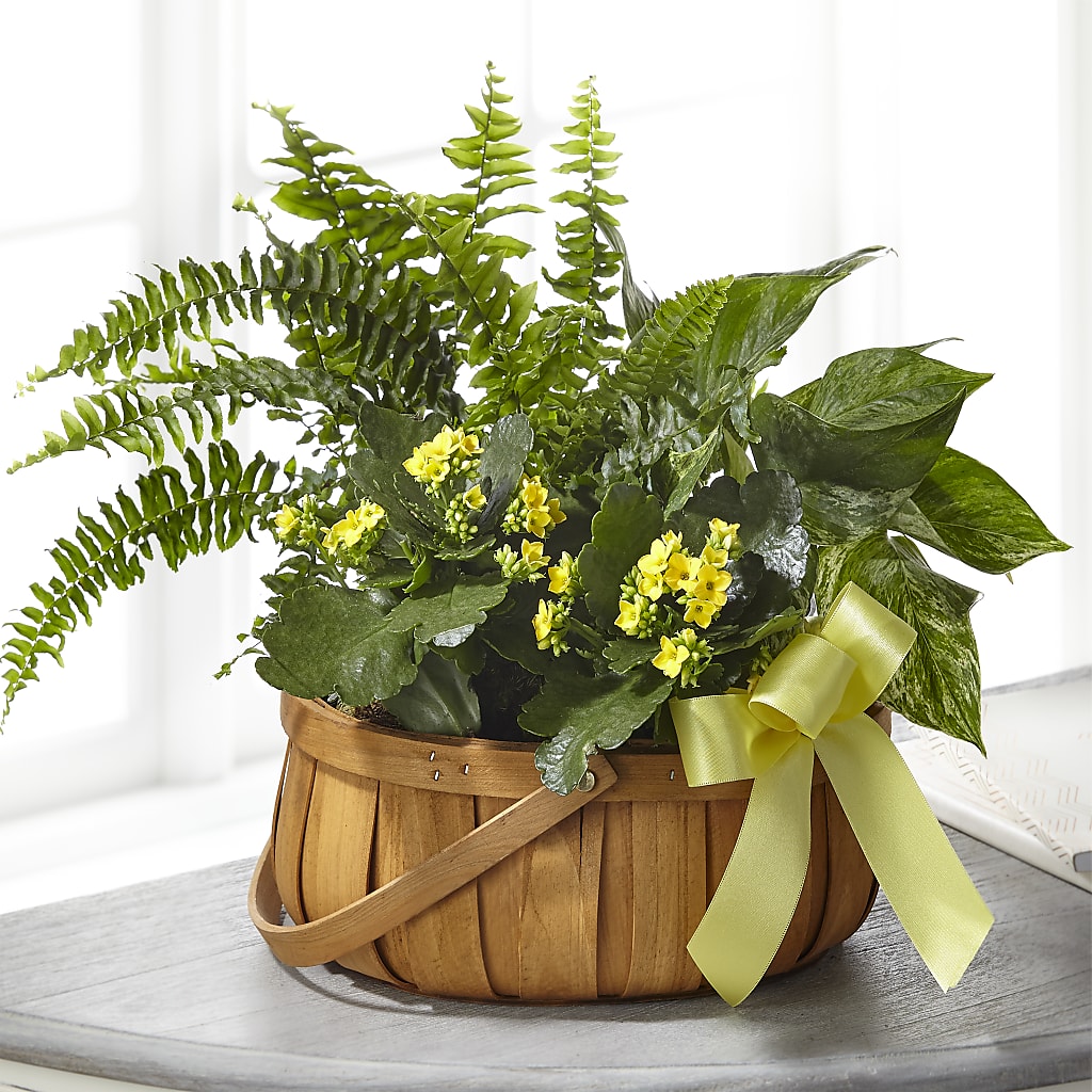 Always Dear Dishgarden – RICHARD FLOWERS & GIFTS LLC, Clearwater FL