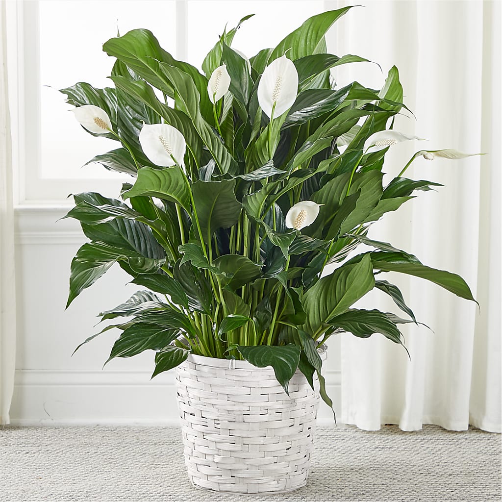 A New Leaf Peace Lily – RICHARD FLOWERS & GIFTS LLC, Clearwater FL