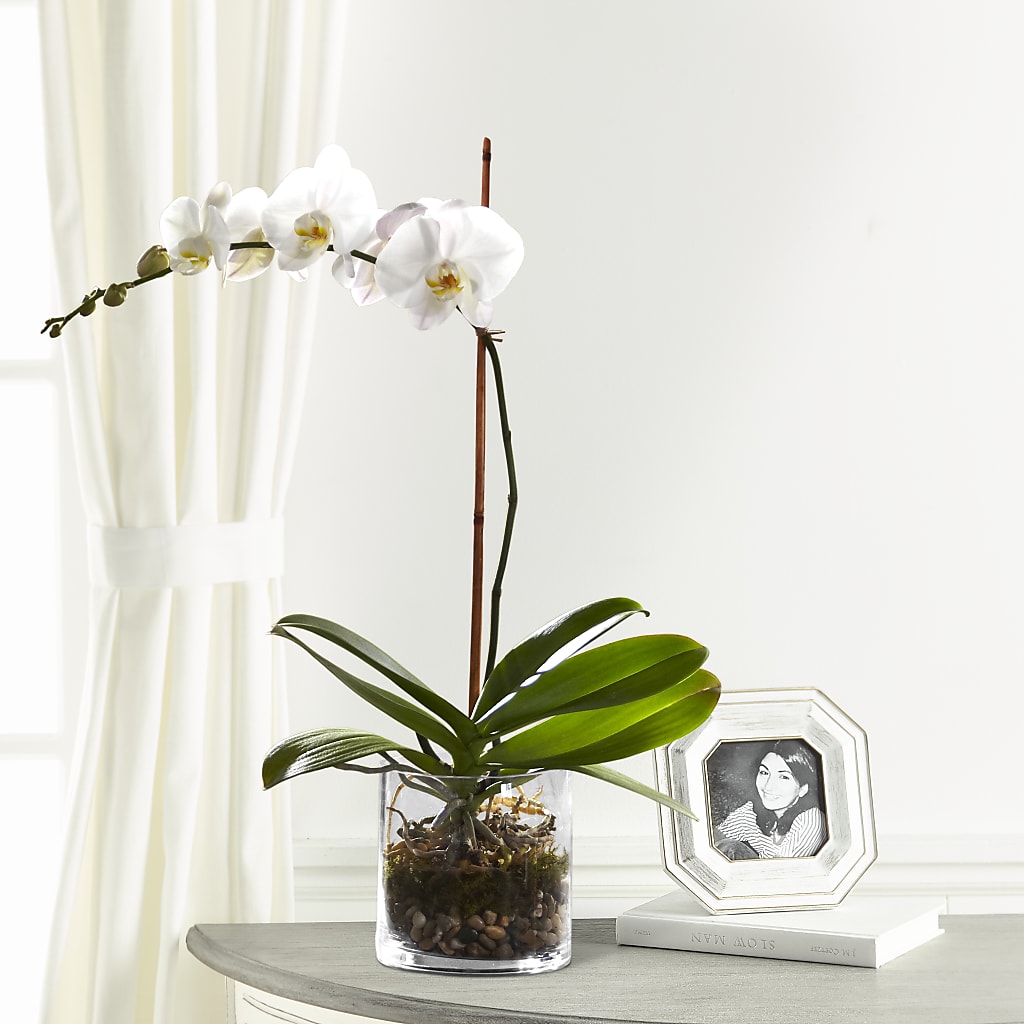 White Orchid Planter – RICHARD FLOWERS & GIFTS LLC, Clearwater FL