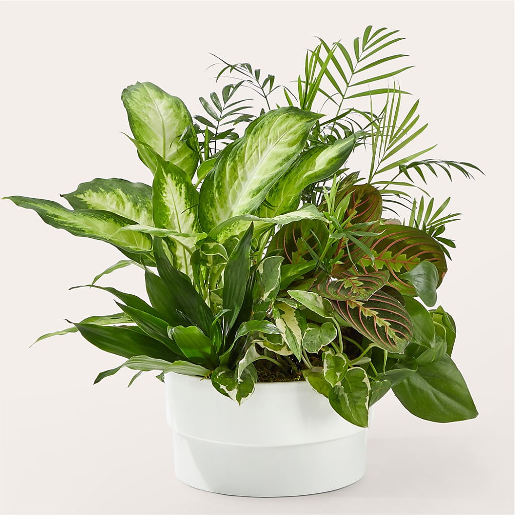 Radiating Positivity Dishgarden – RICHARD FLOWERS & GIFTS LLC, Clearwater FL