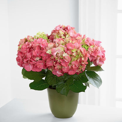 Pink Hydrangea Planter – RICHARD FLOWERS & GIFTS LLC, Clearwater FL
