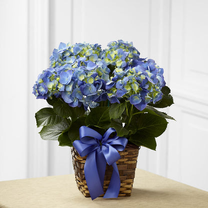 Blue Hydrangea Planter – RICHARD FLOWERS & GIFTS LLC, Clearwater FL