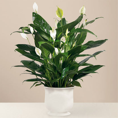 Comfort Planter – RICHARD FLOWERS & GIFTS LLC, Clearwater FL