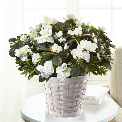 White Azalea Plant – RICHARD FLOWERS & GIFTS LLC, Clearwater FL