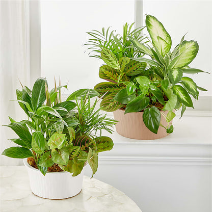 Balance & Harmony Dishgarden – RICHARD FLOWERS & GIFTS LLC, Clearwater FL