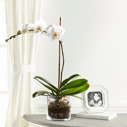 White Orchid Planter – RICHARD FLOWERS & GIFTS LLC, Clearwater FL
